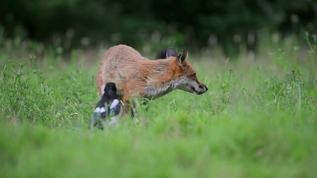 Fox vixen cubs spring watch summer mammals England wildlife conservation