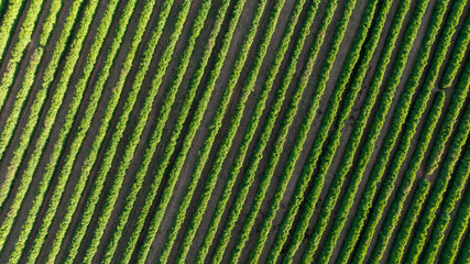 aerial top view of coffee plantation at dawn