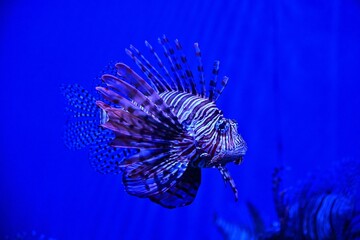 Venomous Lionfish