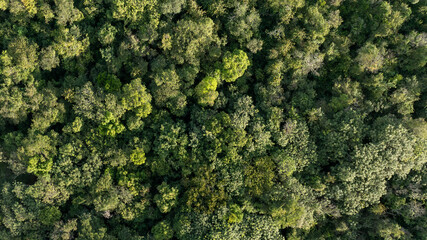 aerial view top view of preserved forest
