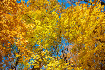 Autumn nature forest. Orange and yellow fall leaves. Fall season colors. Nature in autumn. Fall...