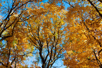 Fallen leaves. Autumn nature forest tree branches. Orange and yellow fall leaves. Fall season colors. Nature in autumn. Fall weather outdoor. Leaves in autumn nature forest