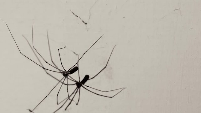 Spider with black shadow On the white wall. The deceiver symbol. 4k footage