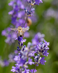 Fototapeta premium Bee collects pollen from lavender flower to make honey
