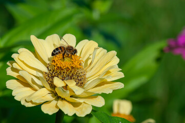 bee collects pollen from yellow flower, Blurry green background