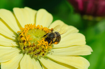 bee collects pollen from yellow flower