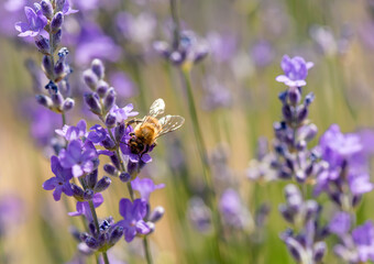 Bee collecting pollen from lavender flower