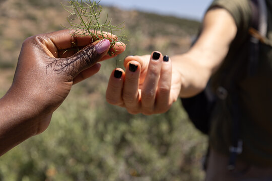 African American female hand giving a foraged plant to a light skinned woman during a hike. 