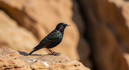 Glossy Starling on Desert Rock 
