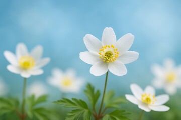 Macro of spring white primroses with skyblue background Floral nature scene with gentle blur and space for text