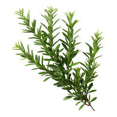 Obraz premium Lush Green Rosemary Sprig Isolated on Black Background