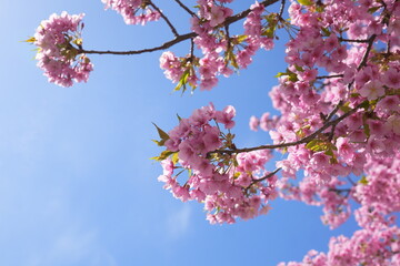 Full Bloom Cherry Blossoms in Kagoshima: Under a Clear Blue Sky