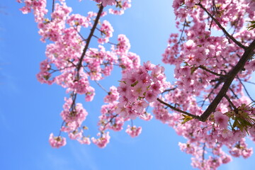 Vibrant Cherry Blossoms in Kagoshima: Depth of Flowers Against Clear Blue Sky