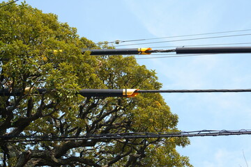 Urban Coexistence: Harmonious Street Trees and Power Lines in Mejiro, Tokyo
