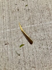yellow shafted northern flicker woodpecker feather