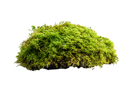Green moss isolated on a transparent background
