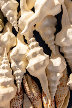 Overhead shot of seashell clusters at a market in Greece. 