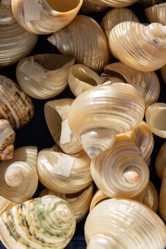 Overhead shot of seashell clusters at a market in Greece. 