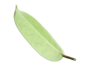 One green jasmine leaf isolated on white