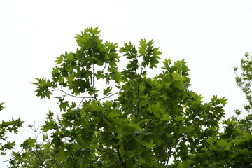 Tree branches with green leaves outdoors, low angle view