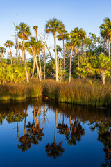 Early morning at the Suwanee River National Wildlife Refuge with beautiful reflections