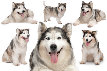 Adorable Alaskan Malamute dog on white background, collage of photos