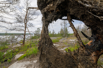 A weathered uprooted tree creates a natural frame, revealing a lakeside forest landscape with...