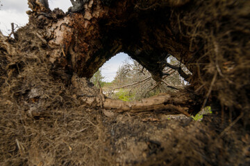 A unique perspective looking through the hole in a fallen tree root, revealing a forest landscape in the background.
