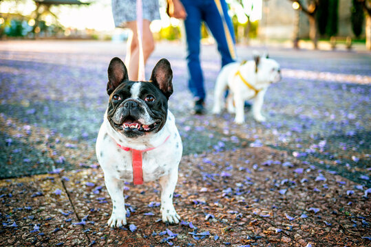 Happy french bulldog walking on jacaranda petals with owners