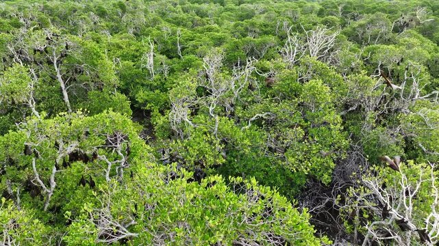 Sunda fruit bats, Acerodon mackloti, live in a massive colony on an island covered by mangrove forest near Adonara. Each night the bats migrate from the mangrove to a nearby island to feed.