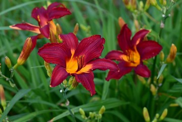 Day lily (Hemerocallis) flowers. Asphodelaceae perennial plants. These flowers bloom during the rainy season when there are few sunny days, brightening up your gloomy mood.
