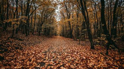 Fototapeta premium Autumn pathway blanketed in vibrant fallen leaves