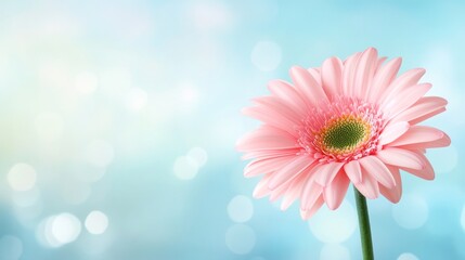 Pink gerbera daisy flower background