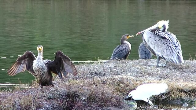 Cormorants, a heron and a pelican gather and rest by a lagoon at the UCSB campus near Santa Barbara, California.