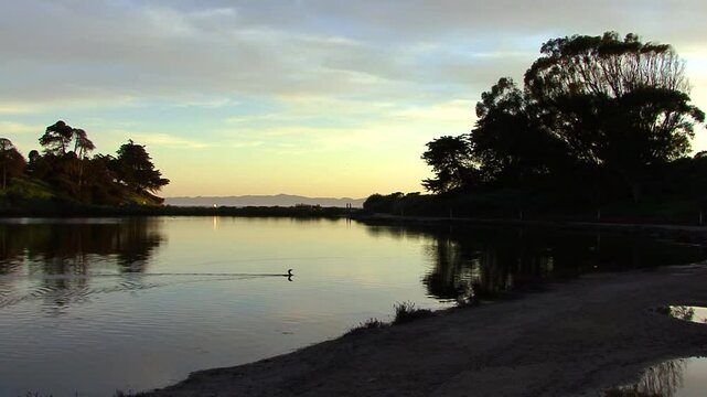 A water bird, sihouetted by the reflected sky, paddles across a lagoon in the California dusk at the UCSB campus near Santa Barbara.