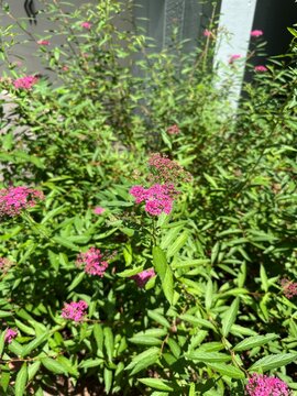 pink flowers in a garden