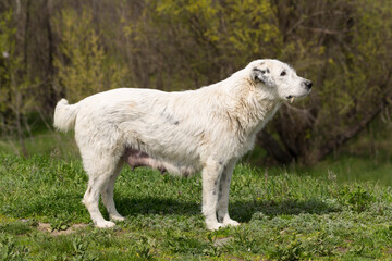 A stray huge white female dog, begging for food. A pet in the wild.