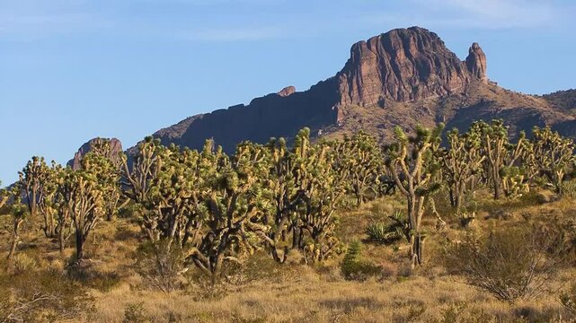 Late afternoon near Kingman - a classic Arizona desert vista of Joshua trees and creosote bushes with a rugged mountain ridge and hoodoo spire in the background. 