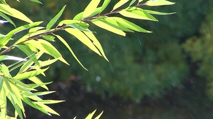 A detail shot of light green willow tree stem and light rain that are glistening and backlit by sunlight and contrasted against a dark green forest, next to the Kern River in Kernville, California.