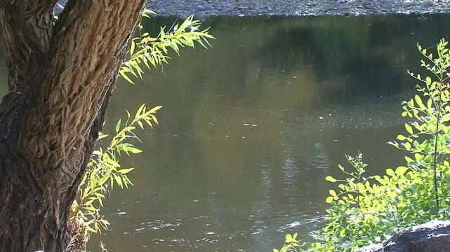 A detail shot of light rain falling against the peaceful, slow moving Kern River, framed by sunlit willow and cottonwood, in the southern Sierra Nevada mountains of California. 
