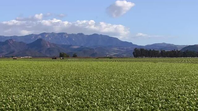 A vast farm field of a low, young and green crop shimmers in the wind of a blustery day against the coastal mountain background in Camarillo, California.