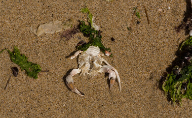 Liocarcinus depurator (Portunus plicatus), sometimes called the harbour crab, or sandy swimming crab. The fauna of the Black Sea. Dead animals.