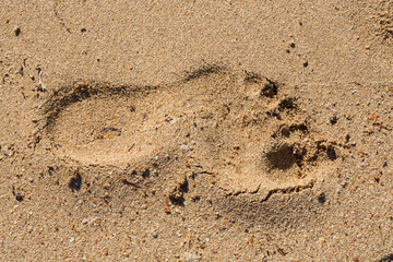 The footprint of a bare human foot in the sand. An imprint on a wet surface illuminated by the evening sun. The Red Sea.