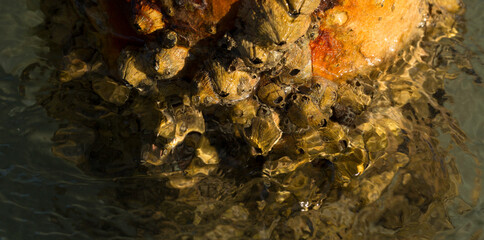 Tetraclita squamosa - Thatched barnacle. Balanus (Balanomorpha) is a genus of barnacles in the family Balanidae of the subphylum Crustacea.