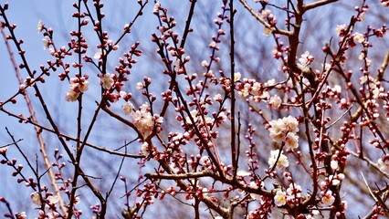 Closeup of cherry blossoms during springtime in Japan