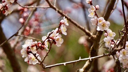 Closeup of cherry blossoms during springtime in Japan
