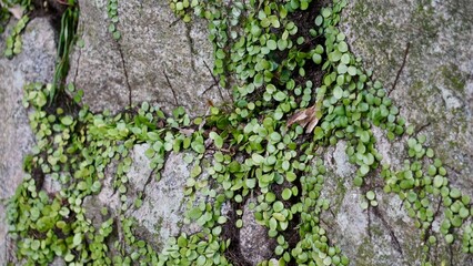 Green vines on grey rock