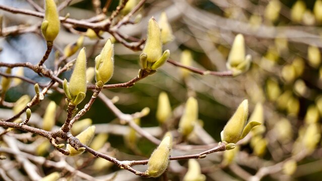 Closeup of beautiful fuzzy blooming blossoms - Powered by Adobe