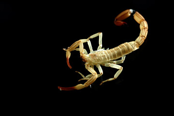 Close-up of the dead, venomous scorpion.