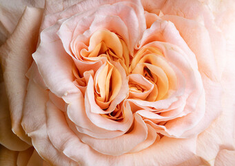 Close up of a peach rose